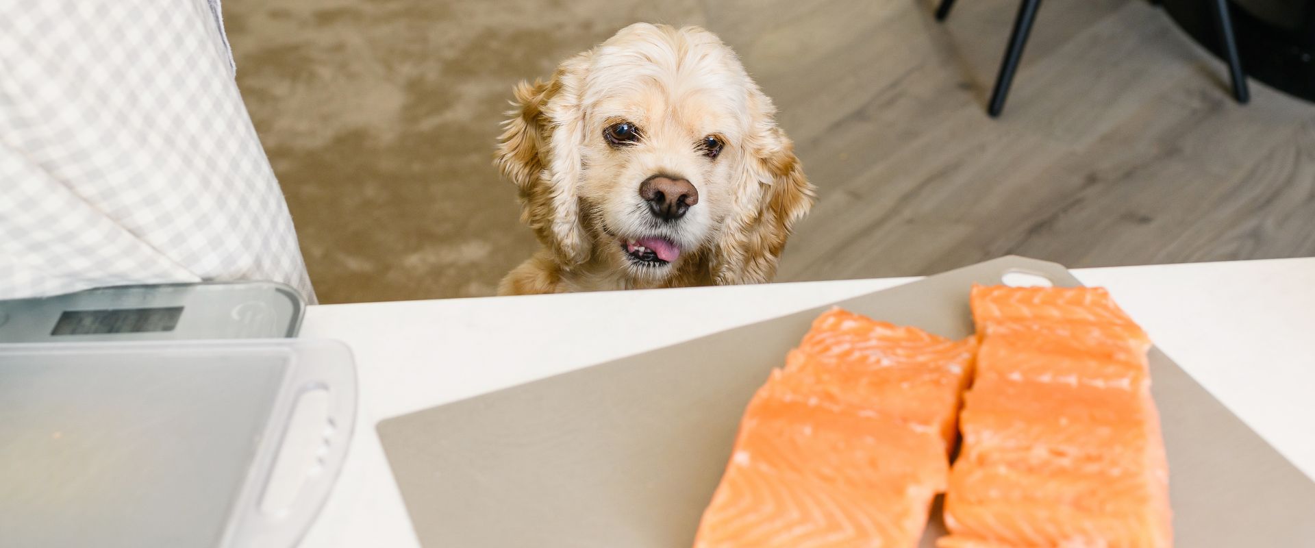 Can dogs clearance eat white fish